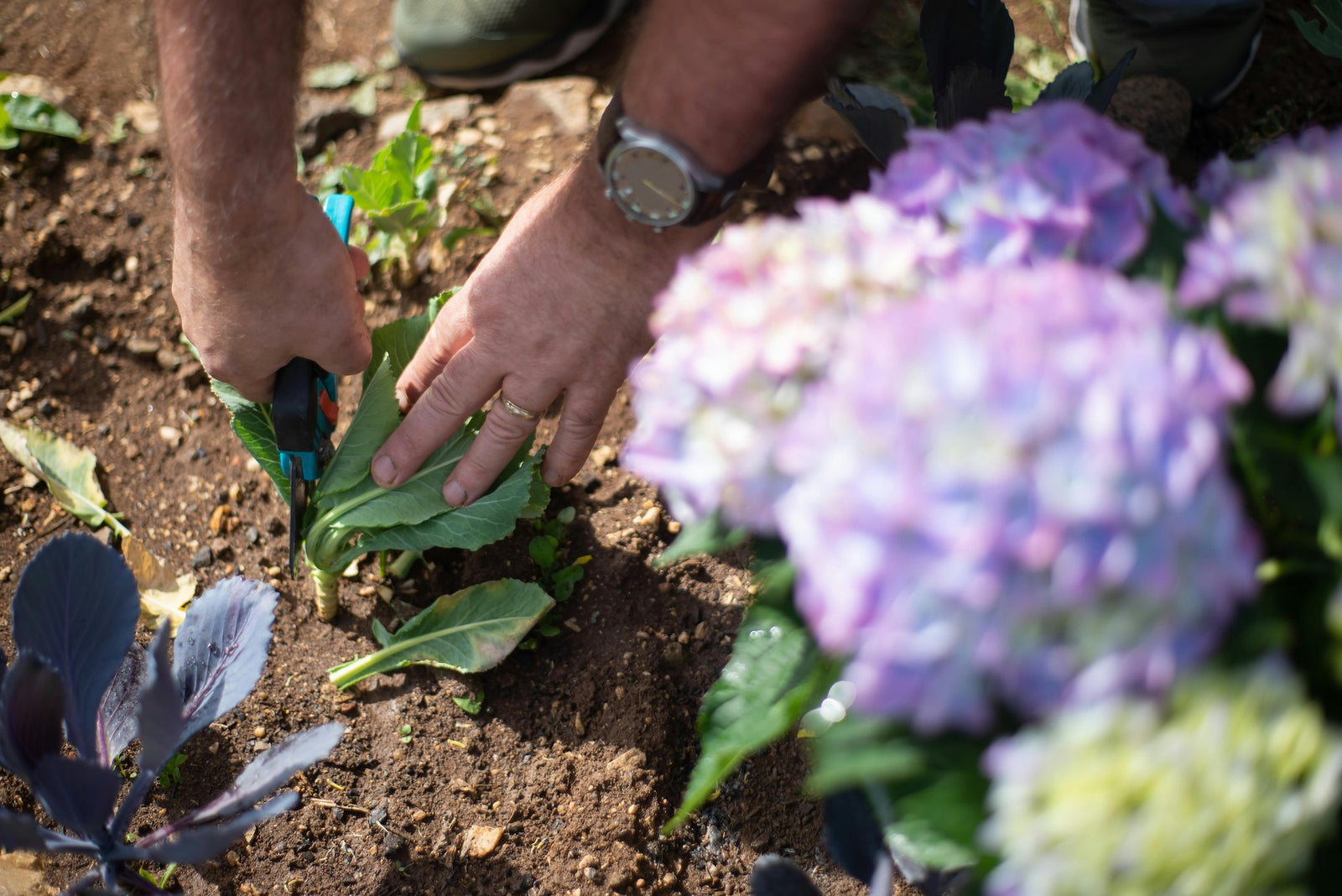 Plant Pruning Guide